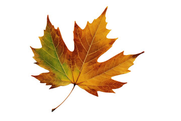 Fototapeta premium An impeccably clear, high-resolution stock photo showcasing a lone autumn leaf, its colors brilliantly transitioning from green to amber, isolated on a crisp, stark white background