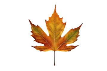 Fototapeta premium An impeccably clear, high-resolution stock photo showcasing a lone autumn leaf, its colors brilliantly transitioning from green to amber, isolated on a crisp, stark white background