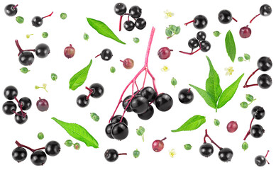 Set of European elderberry (Sambucus) isolated on a white background. Elderberry leaves and flowers, green, red and black berries of elder. Natural influenza remedy.