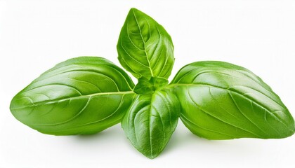 Fototapeta premium Basil leaf isolated on white. Generative Image
