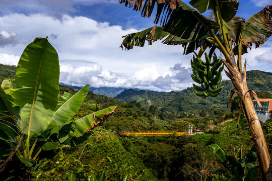 pont dans la foret tropical  de Jardin en colombie