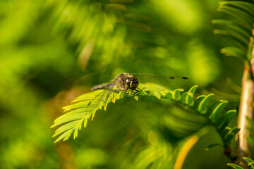 A dragonfly looks, macro photo of an insect. space for text