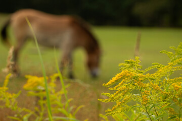 Beautiful single Przewalski's horse in wild steppe