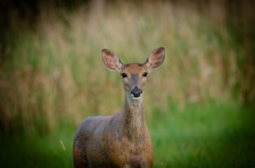 Whitetail Deer
