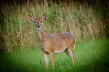 Whitetail Deer 