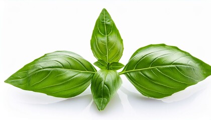 Obraz premium Green Basil Close-Up