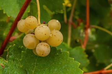 Yellow grapes among the leaves after rain.