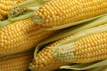 Many fresh ripe corncobs with green husks as background, closeup
