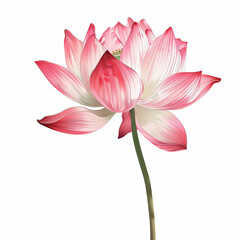 An illustration of a blooming red lotus isolated on a white background. Square frame