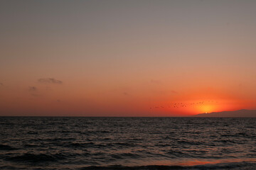 Sunset and birds on the beach in Los Angeles