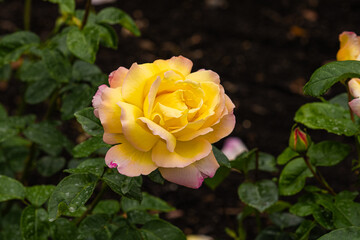 Front view of yellow and purple rose of the variety "R. Peace" with green leaves at back created by Meiland International