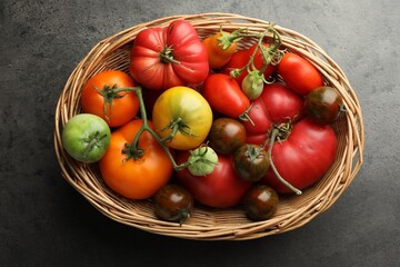 Different ripe and unripe tomatoes in wicker basket on grey table, top view