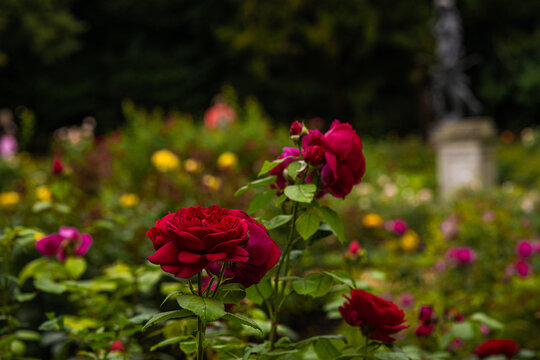 Side view of dark red roses of the variety "R. Heathcliff" in front of wall created by David Austin