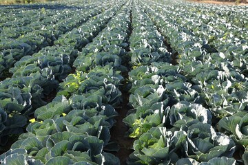 Fototapeta premium Green cabbages growing in field on sunny day