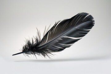 feather on black background