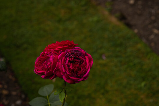 Front view of dark red roses of the variety "R. Heathcliff" in a garden created by David Austin