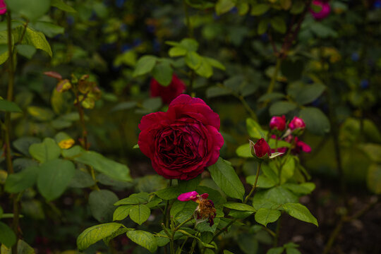 Front view of dark red rose of the variety "R. Heathcliff" with lots of buds at back created by David Austin