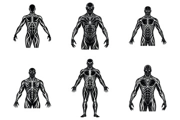 Set of human body silhouette vector illustration 