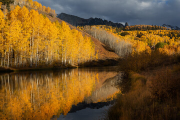 Fall colors in Colorado. Autumn Aspen trees in the San Juan Mountains