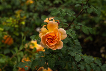 Front view of orange rose of the variety 