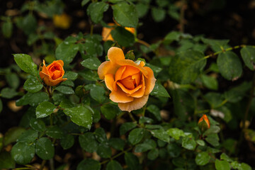 Front view of orange rose of the variety "R. Dame Judi Dench" with green leaves at back created by David Austin