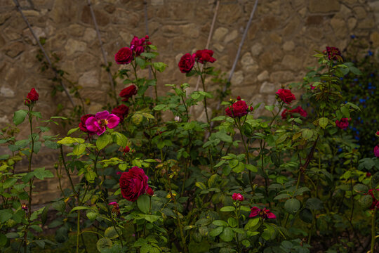 Bunch of dark red roses of the variety "R. Heathcliff" next to a stone wall created by David Austin
