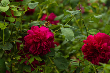 Red roses of the variety 
