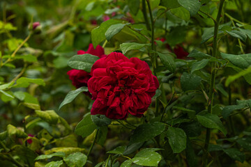 Front view of red rose of the variety "R. Thomas A Becket" with green leaves at back created by David Austin