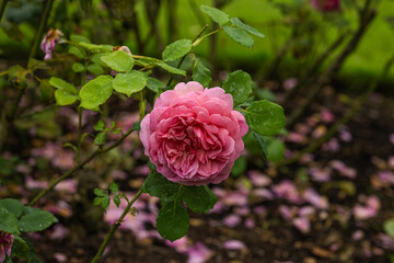Front view of pink rose of the variety 