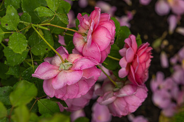 Side of pink roses of the variety 