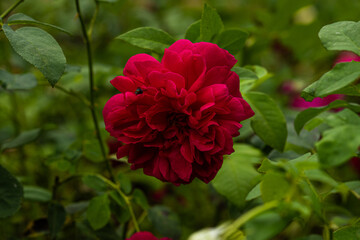Front view of red rose of the variety "R. Thomas A Becket" with green leaves at back created by David Austin