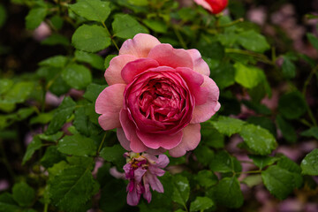 Pink rose of the variety 