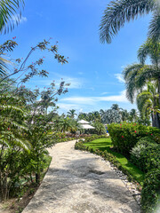 Fototapeta premium palm trees in jamaica