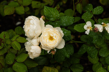 Many white roses of the variety 