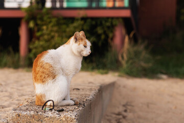 A red and white stray cat on concrete