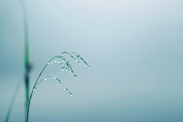 A single, pristine dew drop on a blade of grass against a pale blue background, each detail delicately highlighted. The simplicity emphasizes the natural beauty.