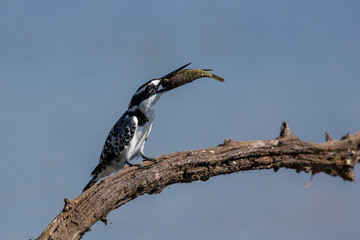 Pied kingfisher with a small fish in mouth