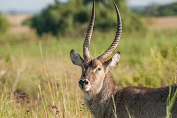 Close up portrait of a male waterbuck