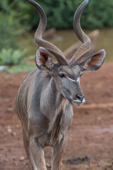 Close up of a male kudu