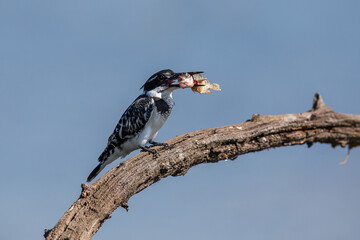 Pied kingfisher with a small fish in mouth
