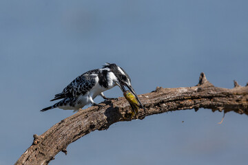 Pied kingfisher with a small fish in mouth