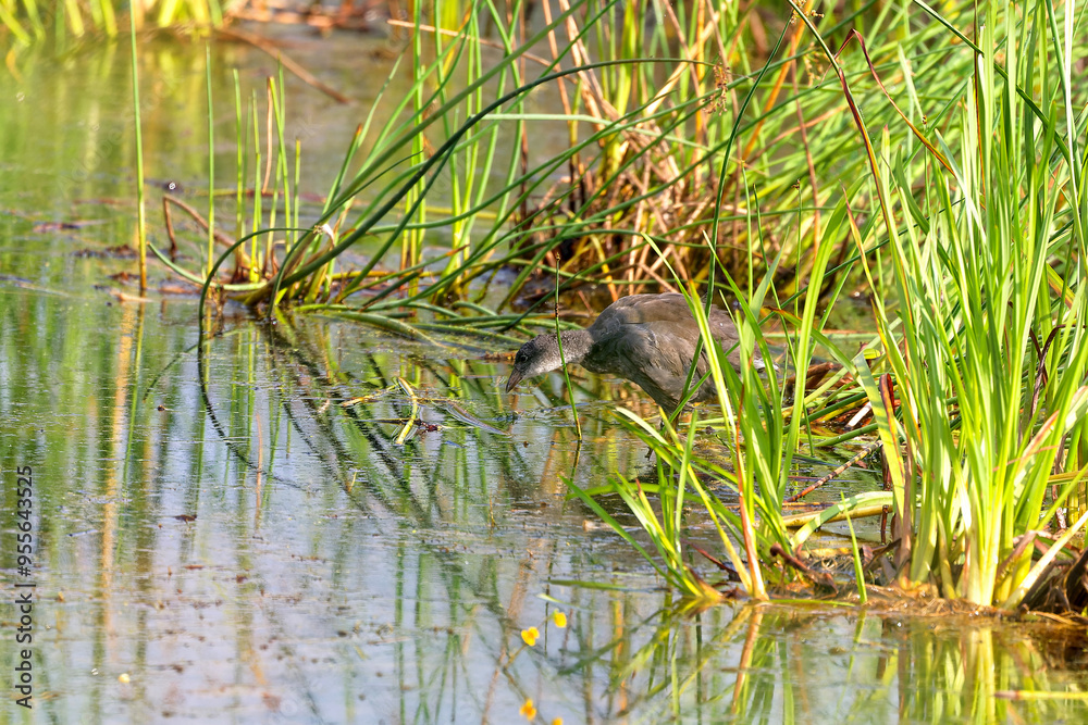 Sticker  American coot (Fulica americana), young bird