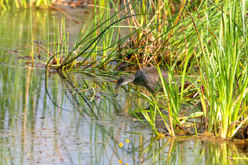  American coot (Fulica americana), young bird