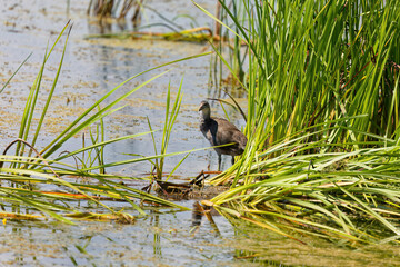  American coot (Fulica americana), young bird