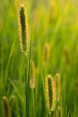 Green grass inflorescences lit by the evening sun in contrasting lighting