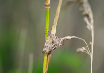 An einem Grashalm sitzt ein Wegerich Zünsler (Pyrausta despicata) oder Heidespanner.
