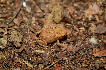 Eine noch sehr junge Erdkröte, eine Bufo Bufo in einem feuchten Graben.

