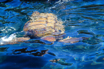 Portrait einer Meeresschildkröte. Leider immer noch bedrohte Tiere.
