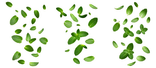 Set of Falling mint leaves, isolated on transparent background PNG