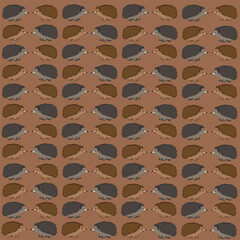 Illustration Background of Hedgehogs of different colors looking at each other